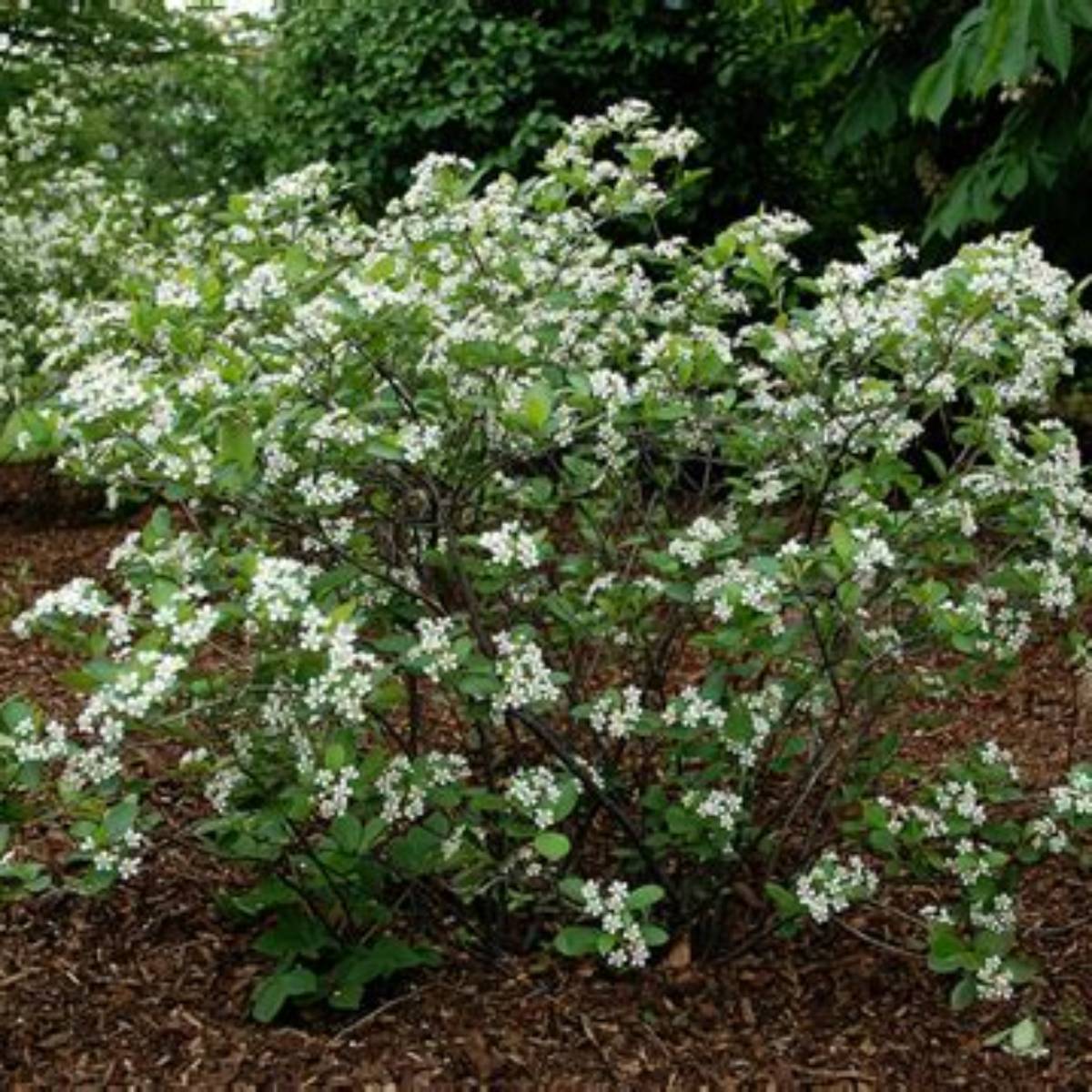 Iroquois Beauty™ Black Chokeberry