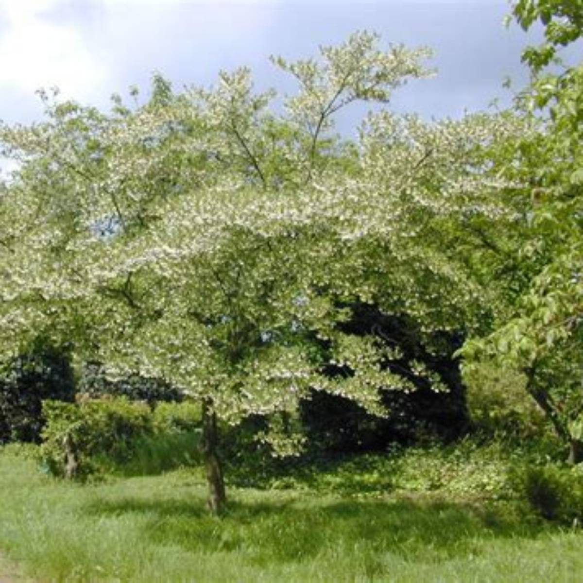 Japanese Snowbell Tree