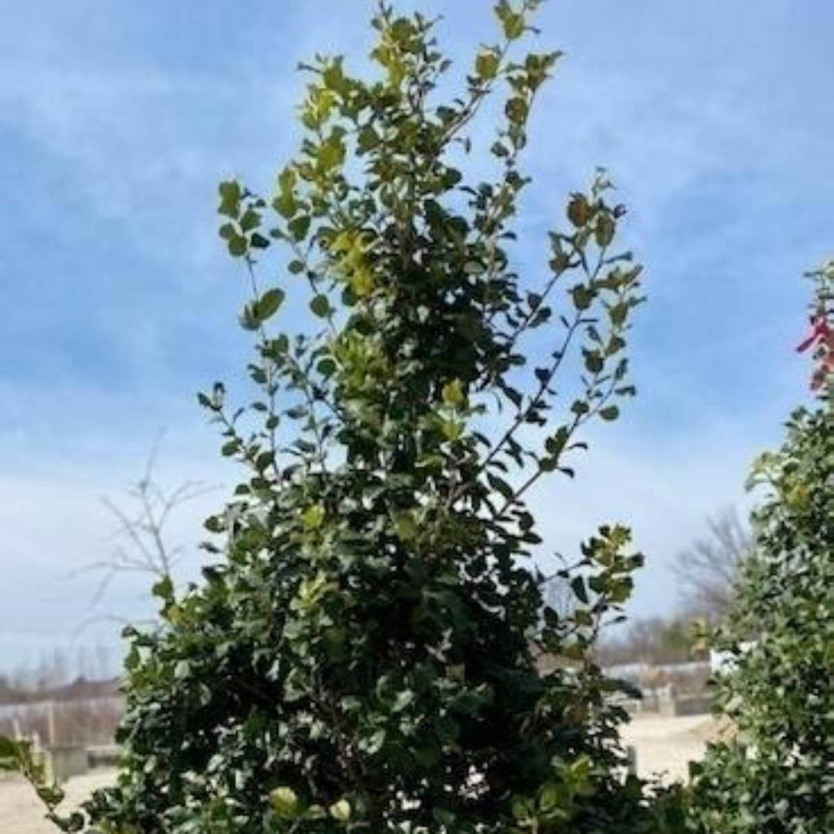Greenleaf American Holly