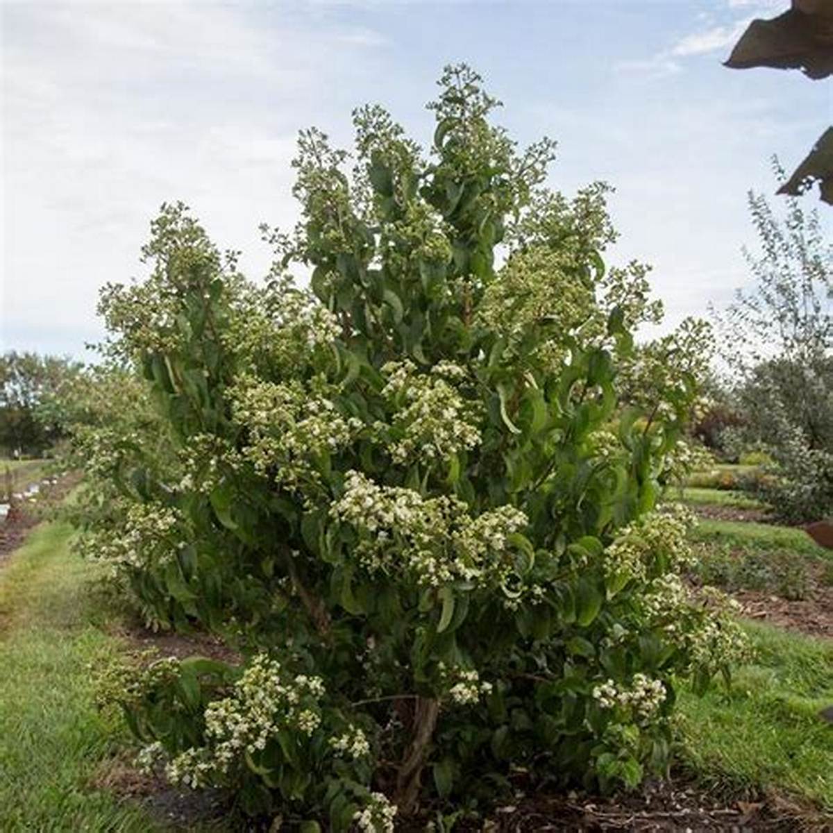 Tianshan® Seven-Son Flower
