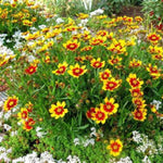 Li'l Bang™ Daybreak Coreopsis