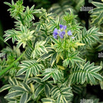 Brise D'Anjou Variegated Jacob's Ladder