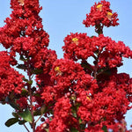 Double Dynamite® Crapemyrtle