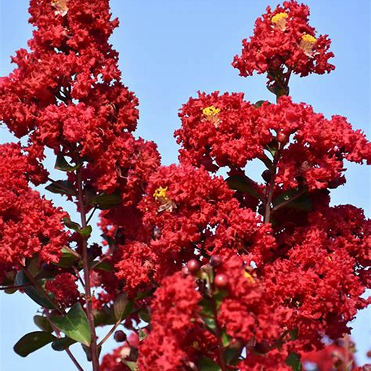 Double Dynamite® Crapemyrtle