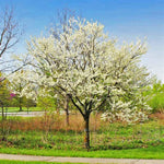Royal White Redbud Tree