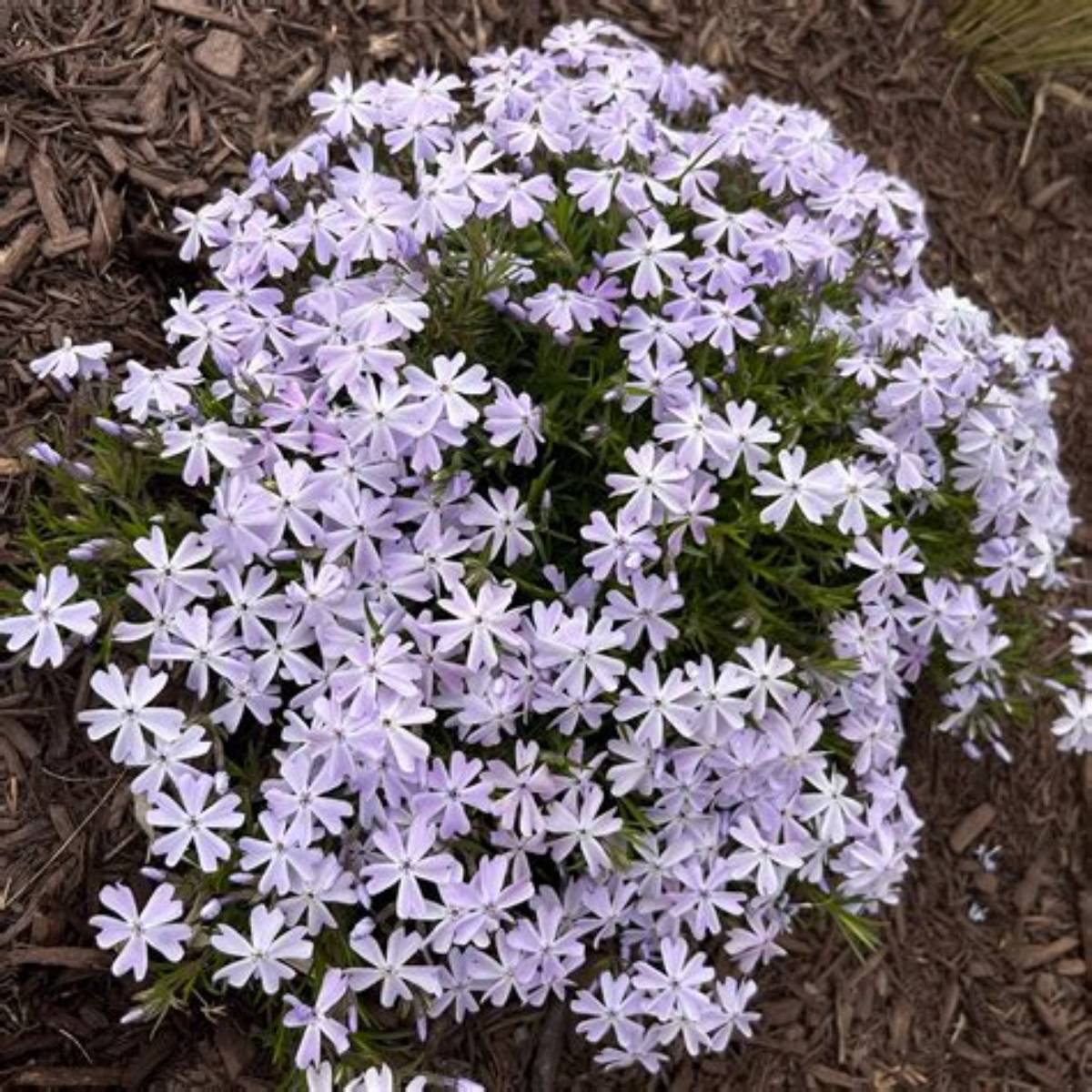 Creeping Blue Phlox