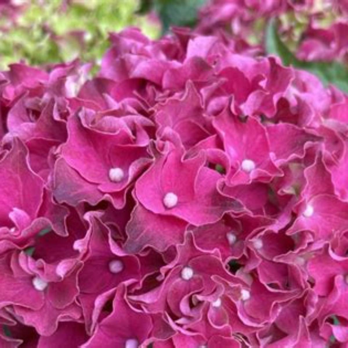 Frill Ride™ Hydrangea