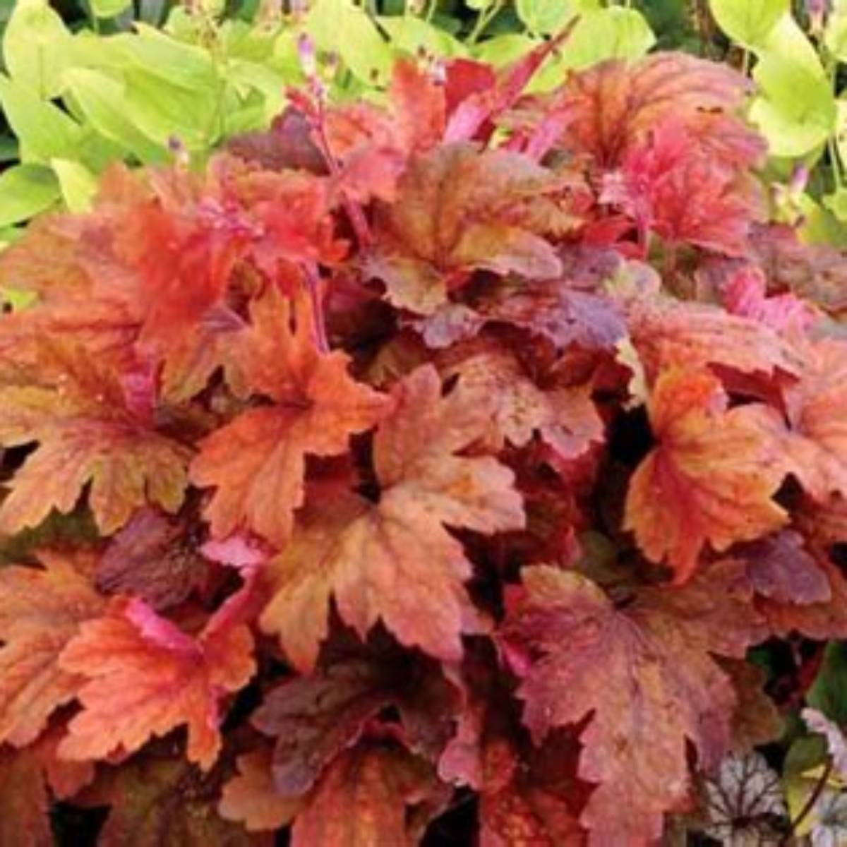 Sweet Tea Foamy Bells