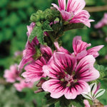 Rose Mallow - French Hollyhock