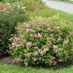 Double Play Big Bang® Spirea