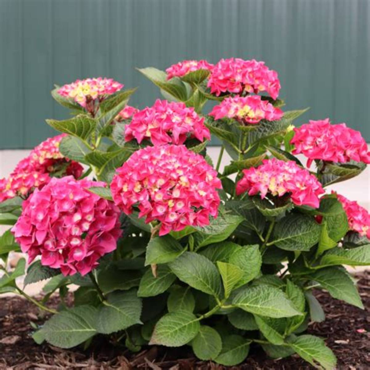 Wee Bit Giddy® Hydrangea