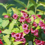 Sonic Bloom® Red Weigela