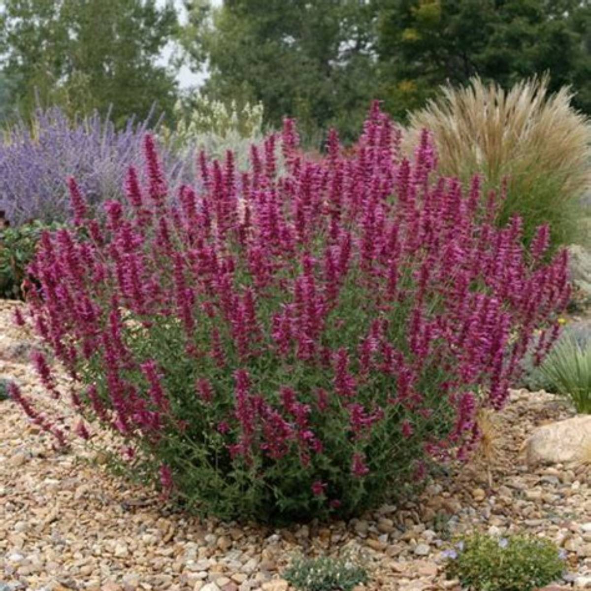 Sonoran Sunset® Agastache