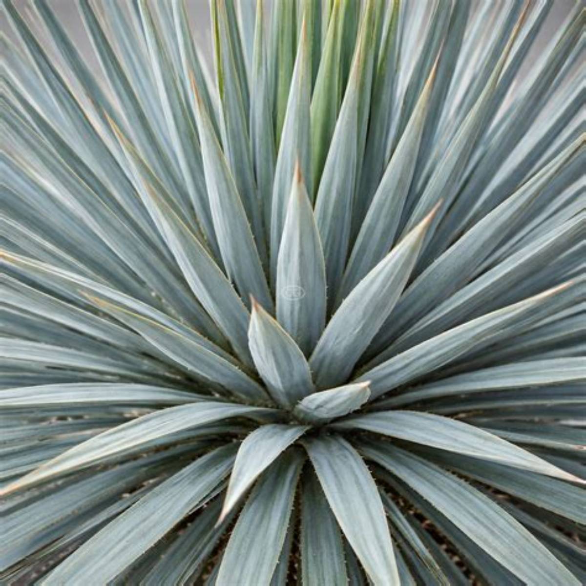 Sapphire Skies Yucca