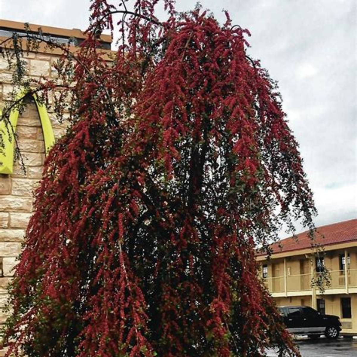 Ramblin' Man® Weeping Holly Staked