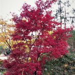 Skeeter's Broom Japanese Maple Tree