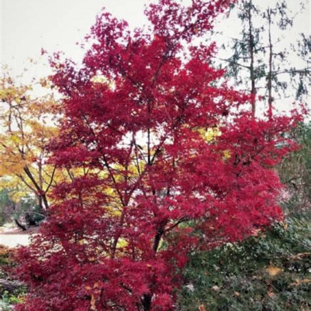 Skeeter's Broom Japanese Maple Tree