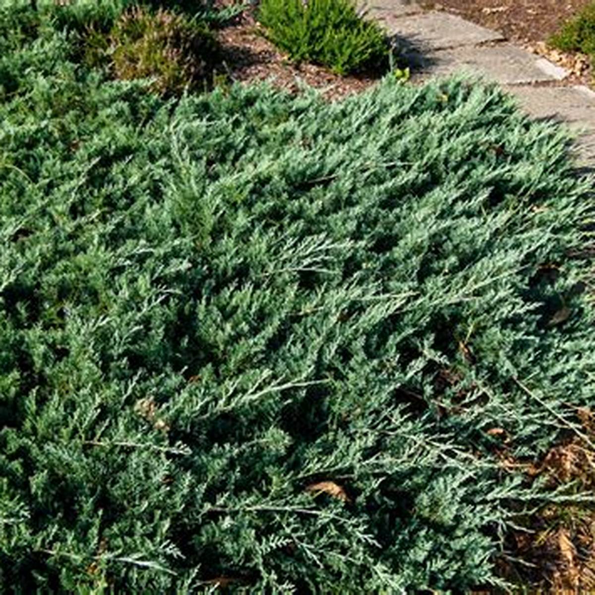 Blue Pacific Juniper