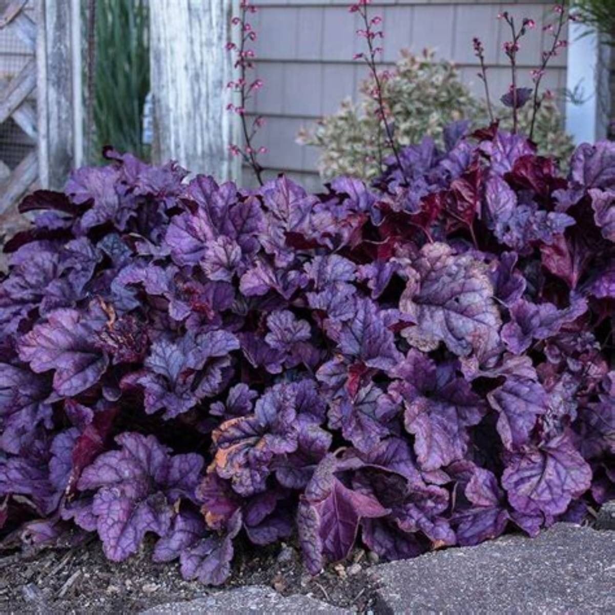 Dolce® Wildberry Coral Bells