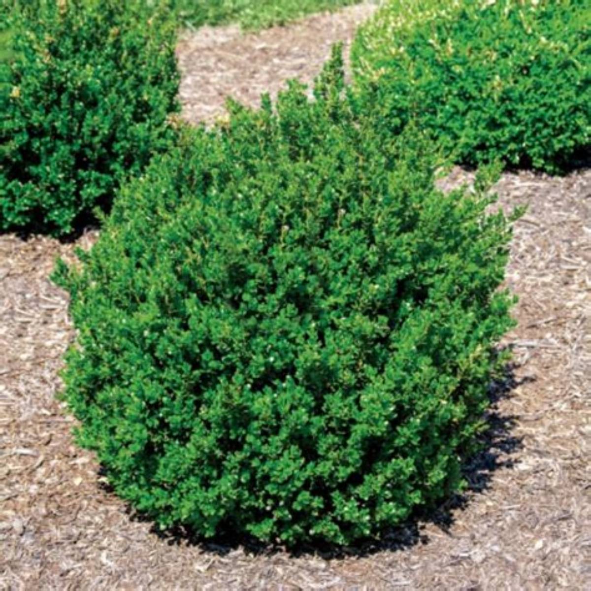 Little Missy Boxwood