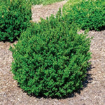 Little Missy Boxwood