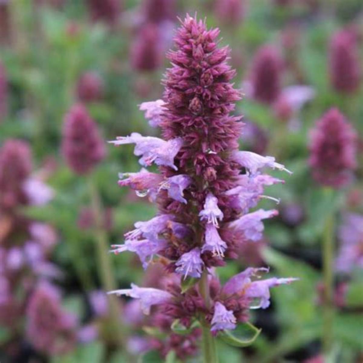Kudos™ Silver Blue Agastache