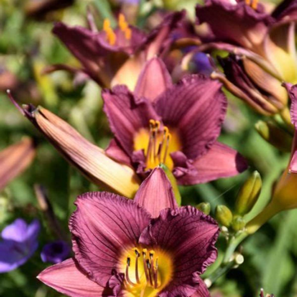 Purple de Oro Daylily