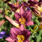 Purple de Oro Daylily