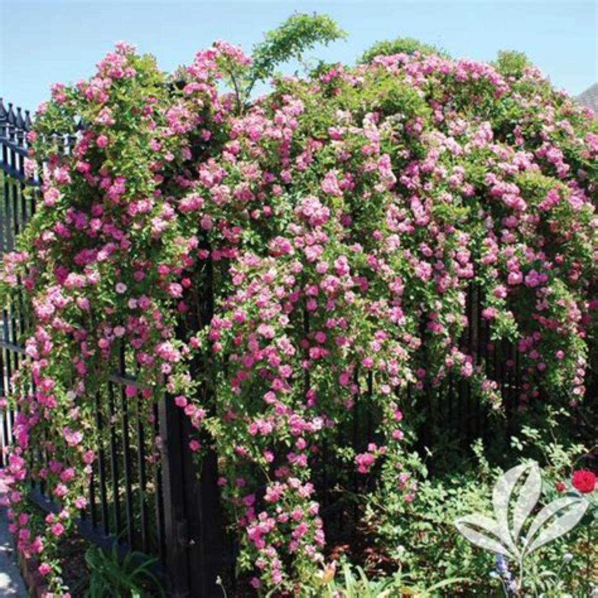 Peggy Martin Climbing Rose