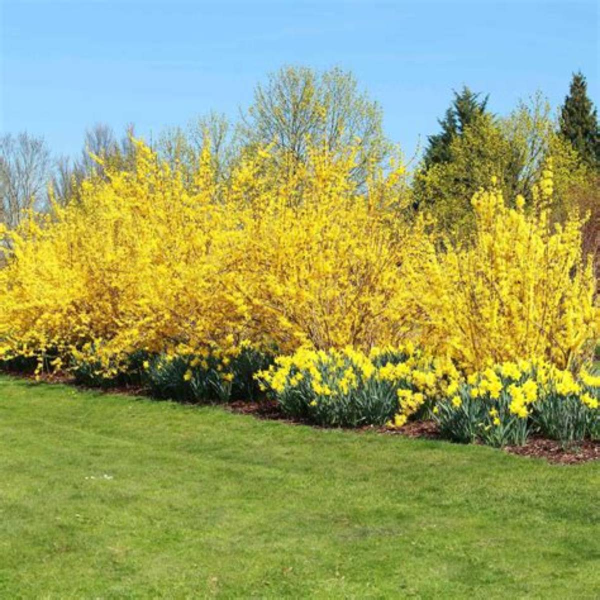 Lynwood Gold Forsythia