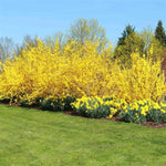 Lynwood Gold Forsythia