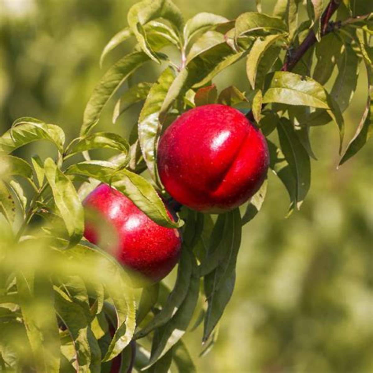 Red Gold Nectarine Tree