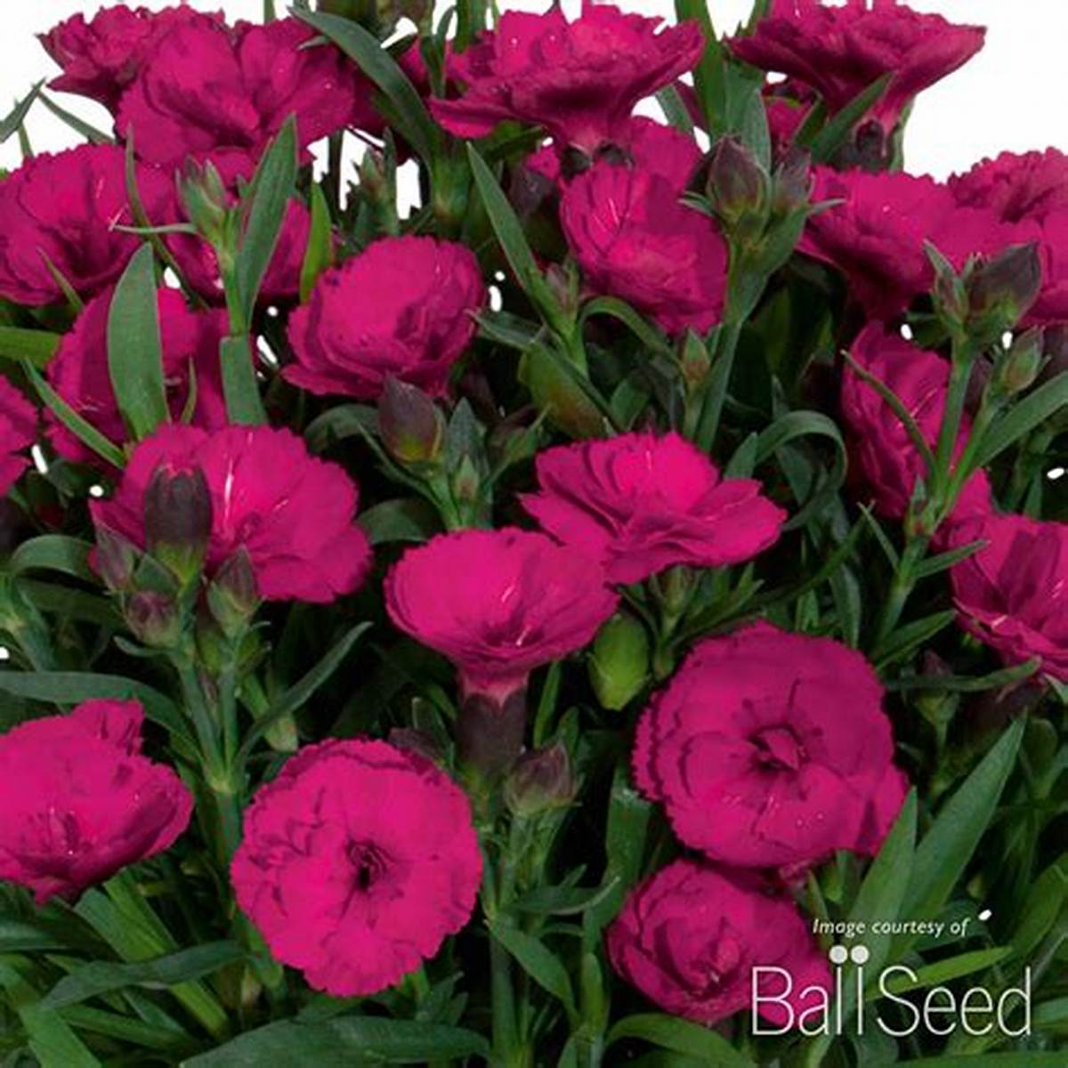 Carmen™ Purple Dianthus