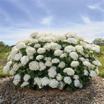 FlowerFull® Smooth Hydrangea