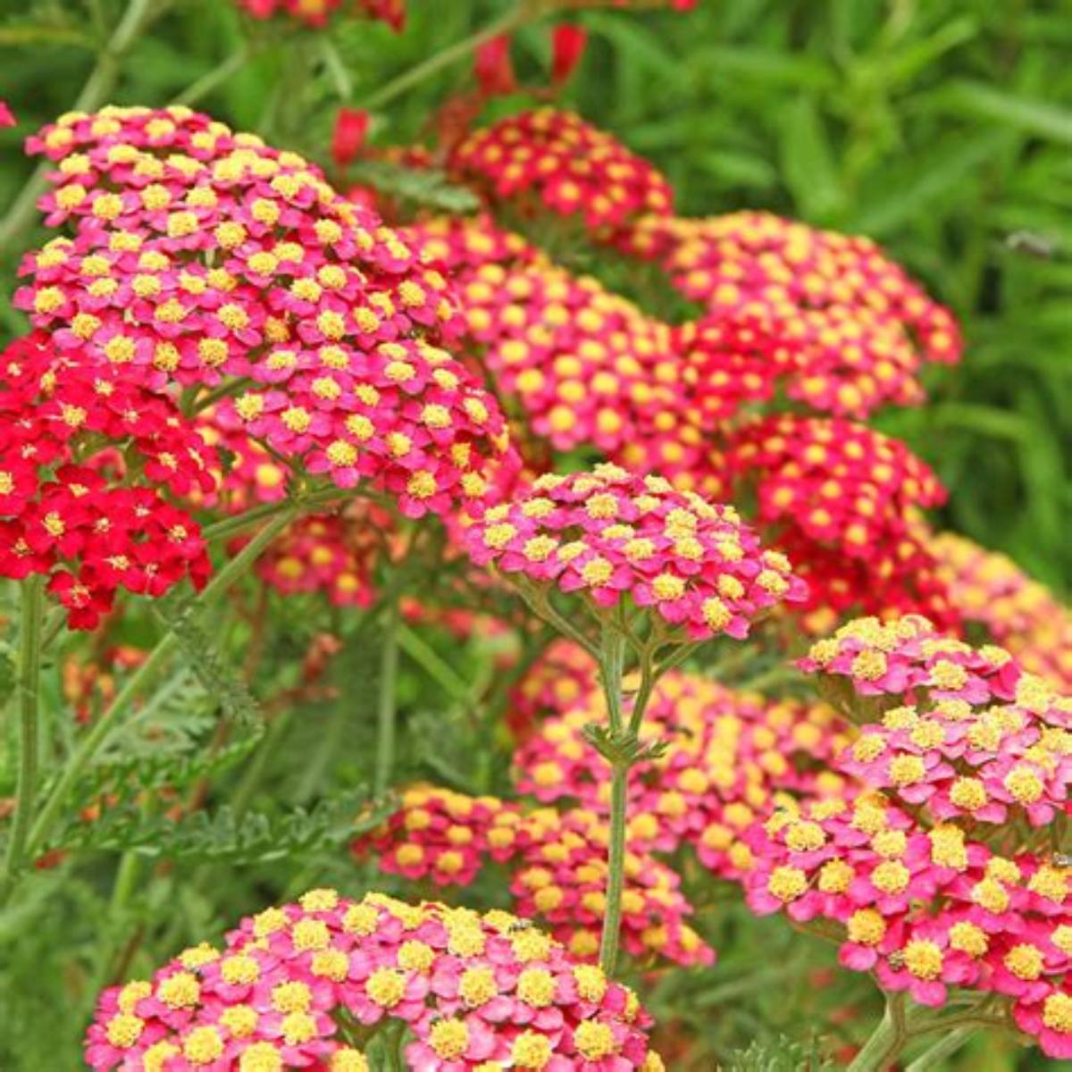 Paprika Yarrow