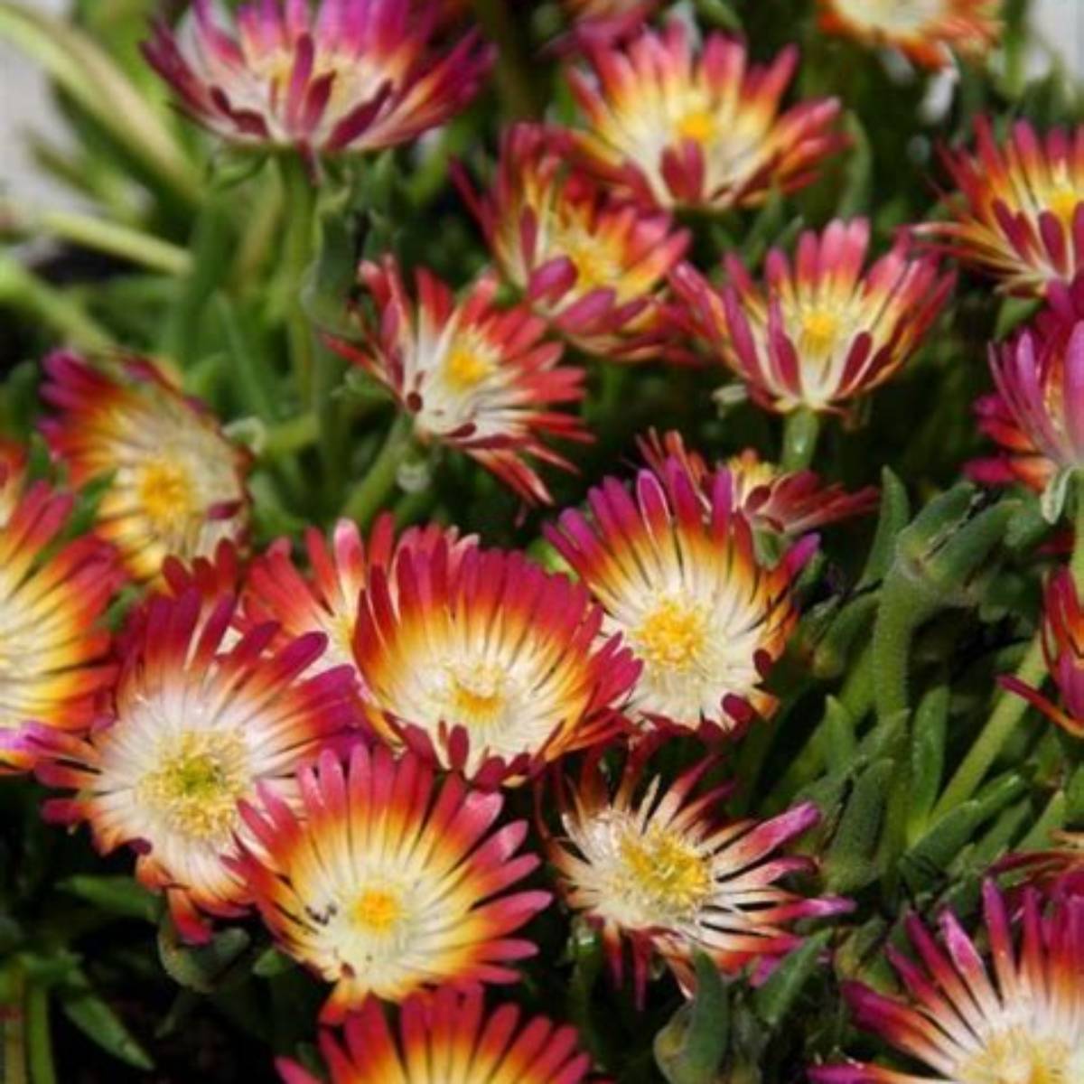 Jewel of Desert Ruby Ice Plant