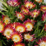 Jewel of Desert Ruby Ice Plant