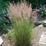 Overdam Feather Reed Grass