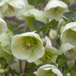 Frostkiss® Moondance Hellebore