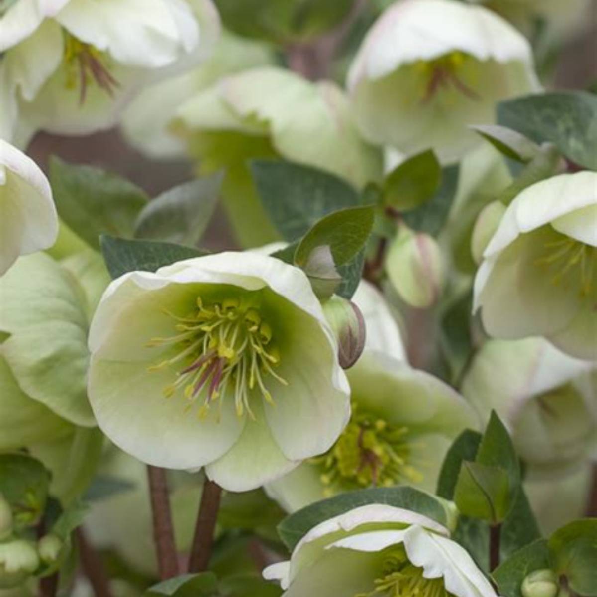 Frostkiss® Moondance Hellebore