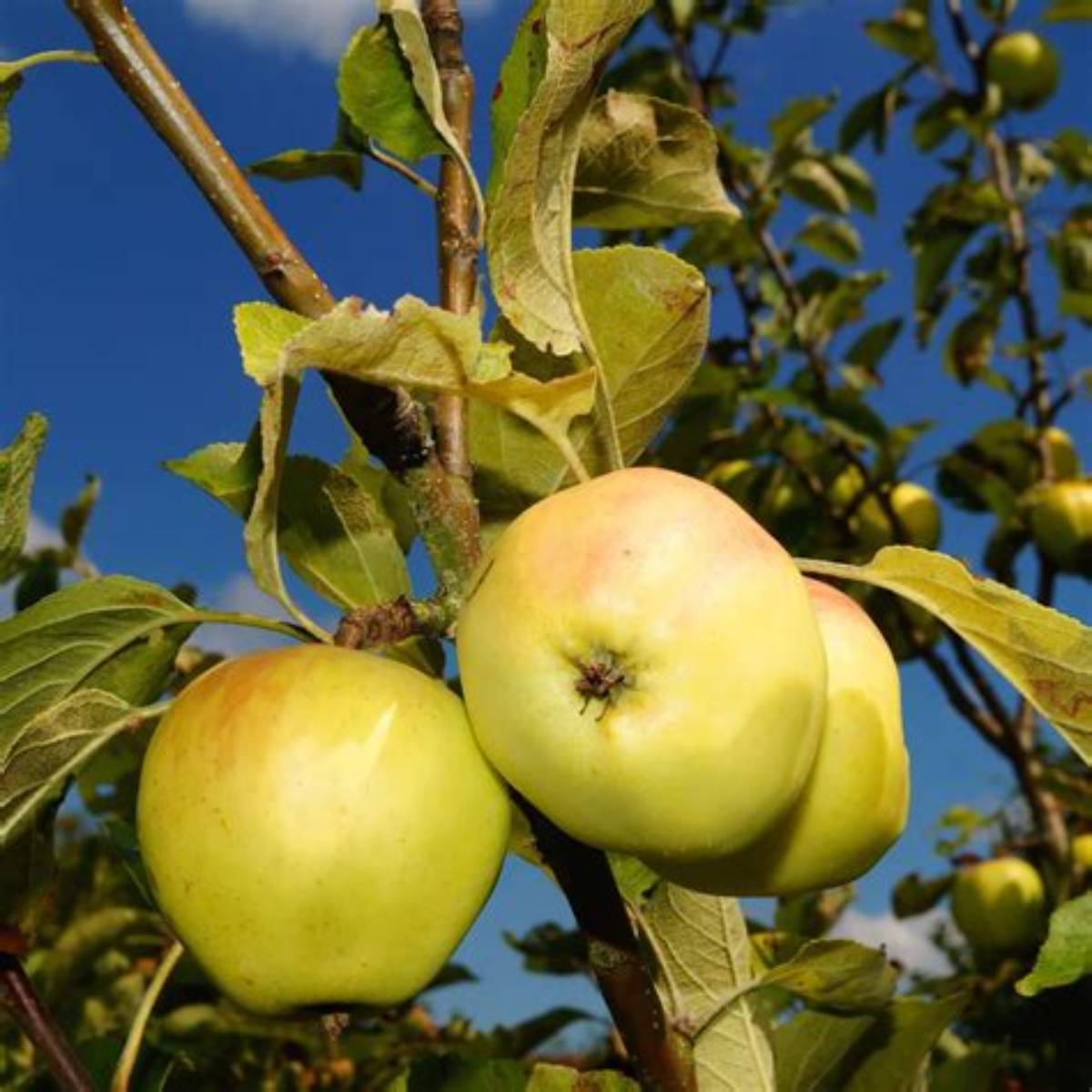 Yellow Delicious Apple Tree