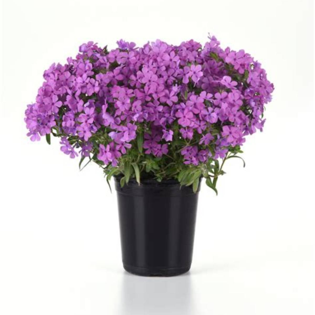 Candy Cloud™ Pink Phlox