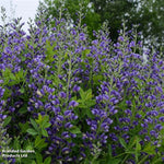 Decadence® Blueberry Sundae False Indigo