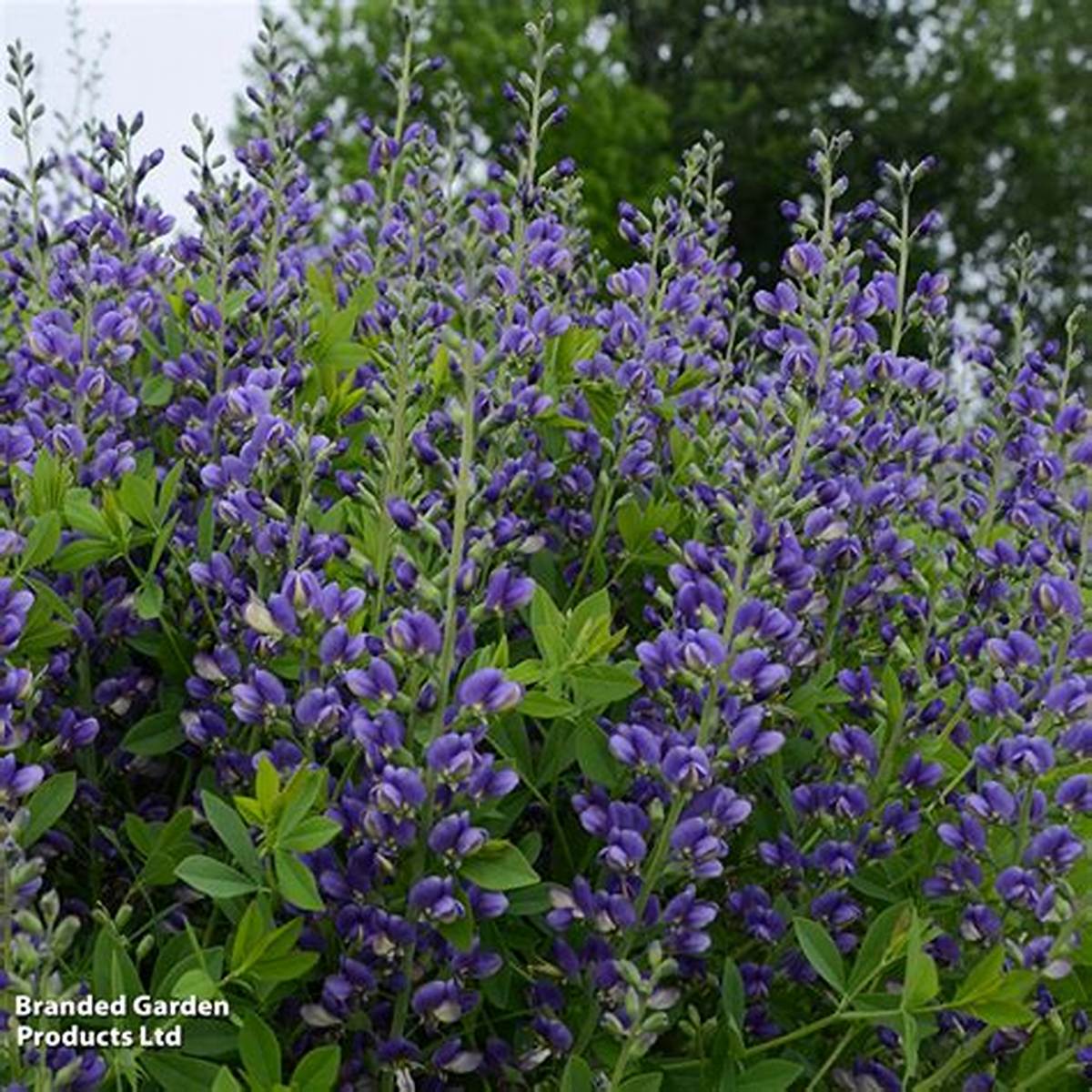 Decadence® Blueberry Sundae False Indigo