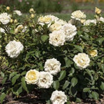 Buttercream Drift® Rose