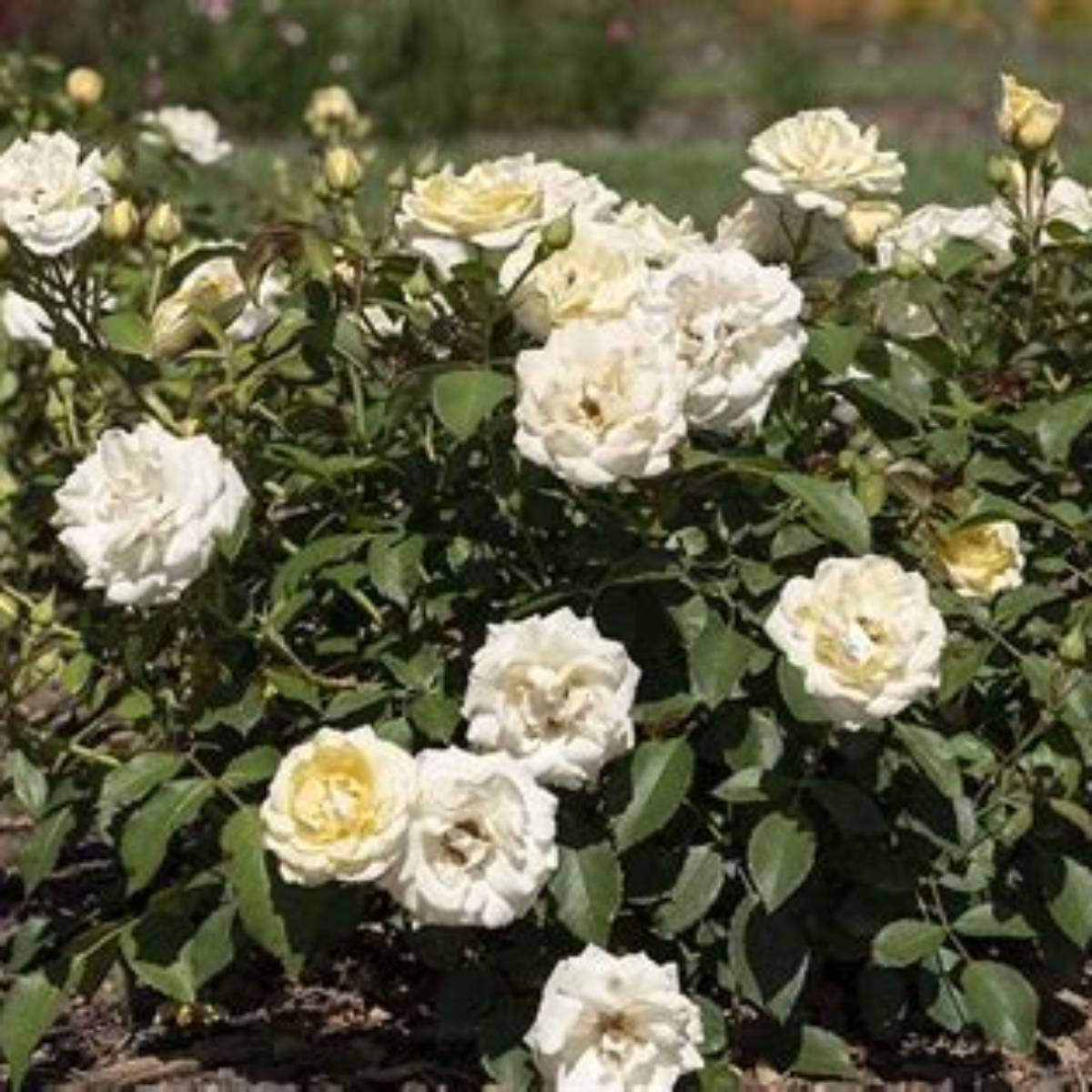 Buttercream Drift® Rose