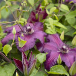 Westerplatte Clematis Ladder