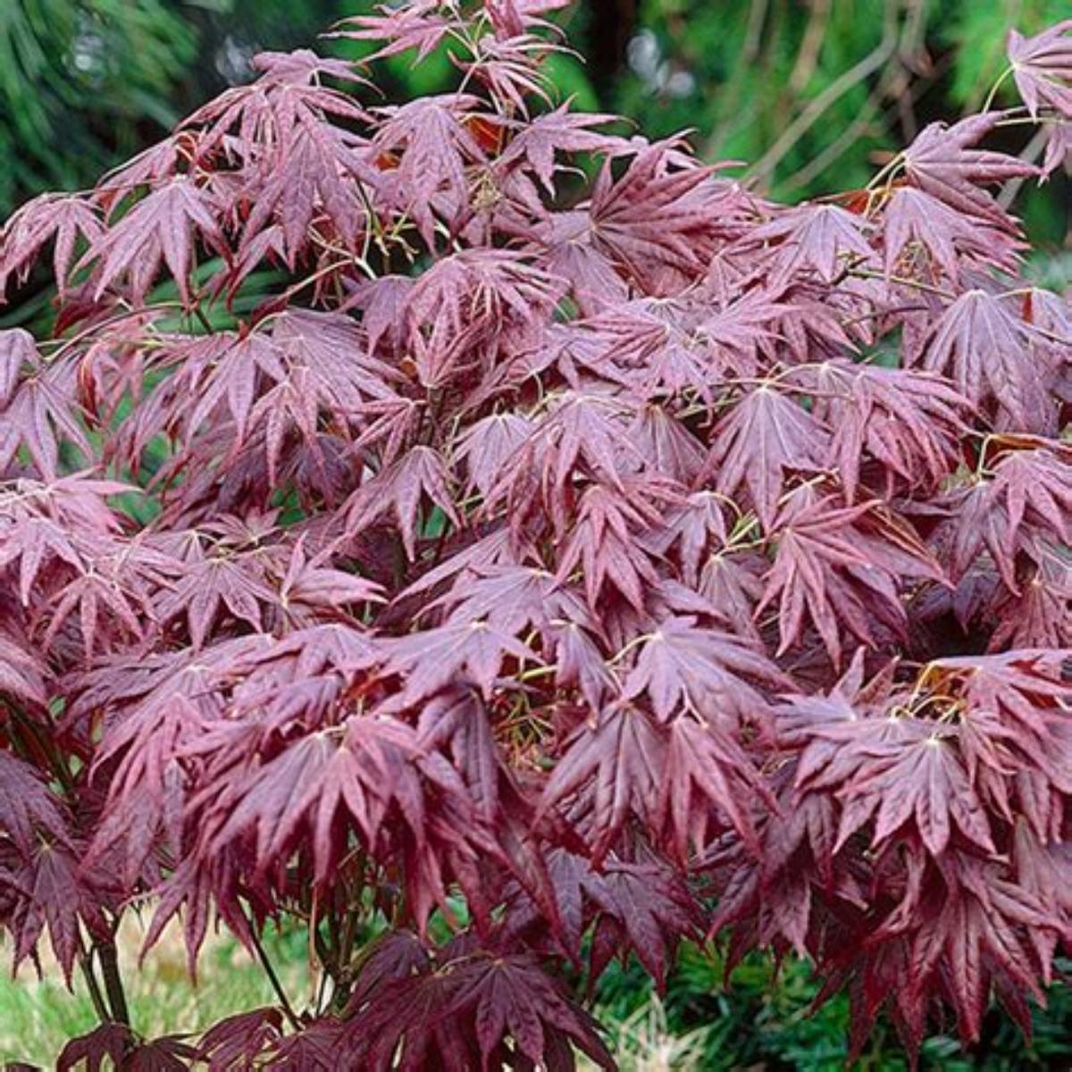 Japanese Maple Seedling Tree