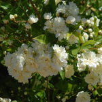 White Lady Banks Climbing Rose