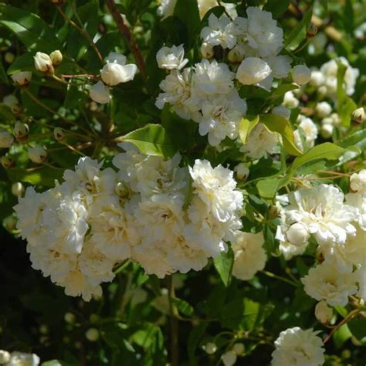 White Lady Banks Climbing Rose